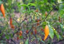 Heart Medicine – Awakening and Reconnecting to Your Soul with the Sacred Plant Iboga