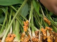 12 Ayurvedic herbs that significantly slow down aging