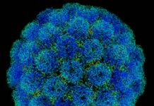 Why We May Need Viruses More Than Vaccines