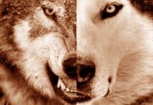 The Two Wolves Story (What it Really Means)