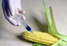 Six Steps To Avoid Common Genetically Modified Foods