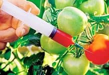Russia Won’t Import GMOs ‘has enough space and opportunities to produce organic food’