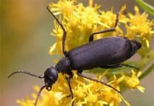Pollinating Insects Disappear as GMOs Proliferate: What Will Become Of Our Food Supply?