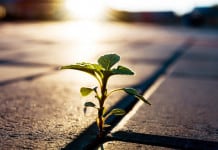 Study Identifies ‘Post-Traumatic Growth’ Emerging From COVID-19 Lockdowns