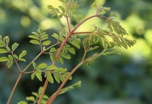 This ‘Tree of Immortality’ May Keep Disease Away