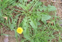 Every Part of This Weed Is Good for You