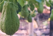 4 Foods To Grow Yourself That Pack In Nutrients