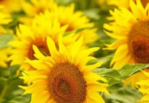 Sunflowers’ Invisible Colours Help Them Attract Bees And Adapt To Drought
