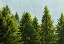 Earth’s Tree Species Higher Than Currently Known