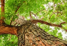 Bark Of Neem Tree May Protect Against Coronavirus Variants