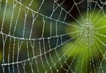 Spiders Use Webs To Extend Their Hearing