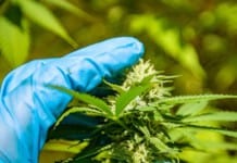 What We Know About Cannabinol (CBN)