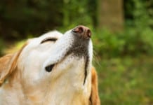 Dogs Might Actually ‘See’ Through Smells