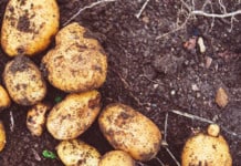 The Humble Potato Could Hold the Key to Beating Hospital Superbugs
