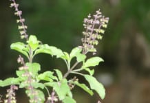 Holy Basil – 12 Amazing Health Benefits