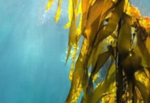 Farming More Seaweed For Food and Fuel