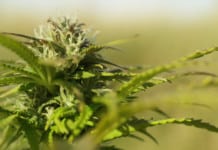 Studies Link Cannabis Legalisation to Positive Public Health Outcomes