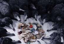The First Disease Caused by Ingested Plastic Revealed