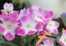 Rooms Filled with Plants Could Protect Us from Colds and Flu