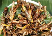 Chitin From Consuming Insects Can Help Gut Microbiota