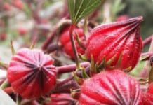 A Hero Ingredient To Help Manage Obesity: The Hardy Roselle Plant