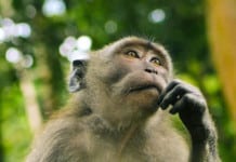 Study Reveals Primate’s Ability for Complex Decision-Making