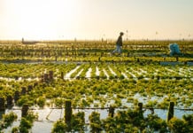 Why Are People Getting So Hyped About Seaweed? algae-farm-field-in-indonesia