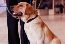 Scent Dogs Excel in COVID-19 Detection