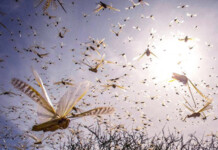 Revolutionizing Animal Behaviour Studies with Cutting-Edge Tech