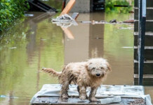 The Psychological Impact of Forced Human-Pet Separation