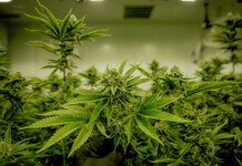 New Study Reveals Cannabis Extract Can Kill Melanoma Cells