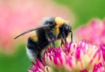 Bumble Bees Reveal An Intelligence We Never Knew Existed