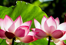 Buddhism in End-of-Life Care for Australians