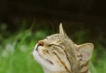 Are Scents of Nature An Untapped Wellbeing Boost?