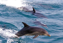 Dolphins in Gulf of Mexico Are Now Testing Positive For Fentanyl