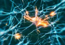 One of Our Biggest Hopes for Alzheimer’s Treatment Doesn’t Seem to Work