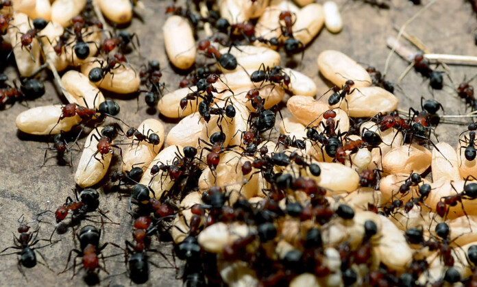 ant colony ORIGINAL