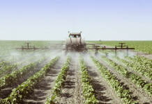 What to Know About Glyphosate, the Weed Killer Potentially Linked to Cancer