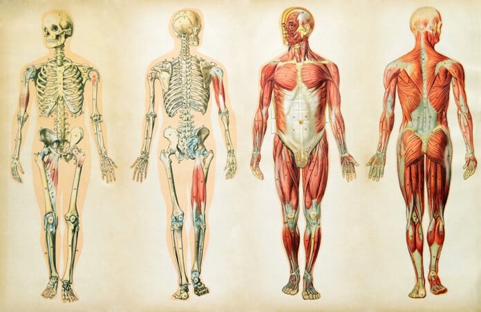 human anatomy ORIGINAL