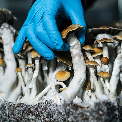 psilocybin CROP