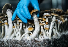 Psilocybin Dose Has Incredible Effect on Elderly Dementia Patient