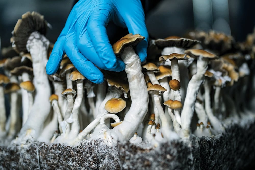 psilocybin ORIGINAL